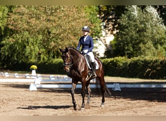 Hannoveraan, Merrie, 11 Jaar, 170 cm, Bruin