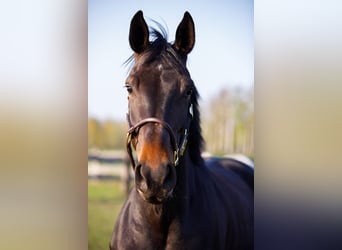 Hannoveraan, Merrie, 11 Jaar, 170 cm, Bruin