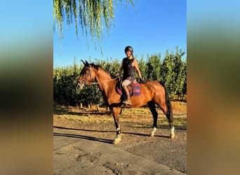 Hannoveraan, Merrie, 11 Jaar, 170 cm, Bruin