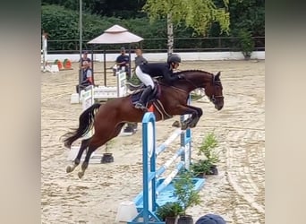Hannoveraan, Merrie, 11 Jaar, 170 cm, Bruin