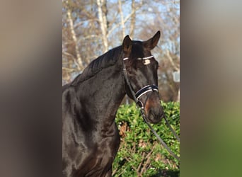 Hannoveraan, Merrie, 11 Jaar, 170 cm, Donkerbruin