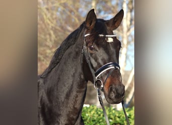 Hannoveraan, Merrie, 11 Jaar, 170 cm, Donkerbruin