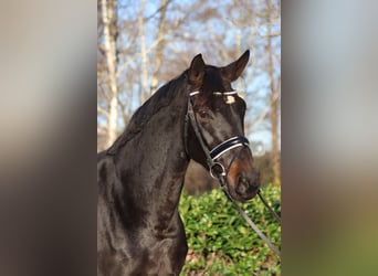 Hannoveraan, Merrie, 11 Jaar, 170 cm, Donkerbruin