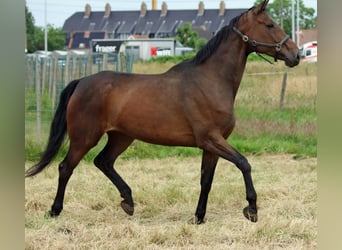 Hannoveraan, Merrie, 11 Jaar, 171 cm, Bruin