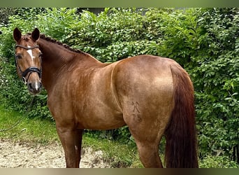 Hannoveraan, Merrie, 11 Jaar, 172 cm, Donkere-vos