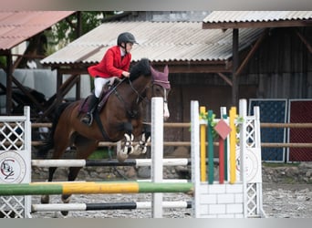 Hannoveraan, Merrie, 11 Jaar, 172 cm, Roodbruin