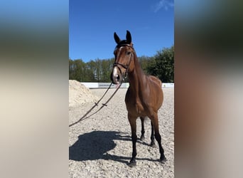 Hannoveraan, Merrie, 11 Jaar, Brauner