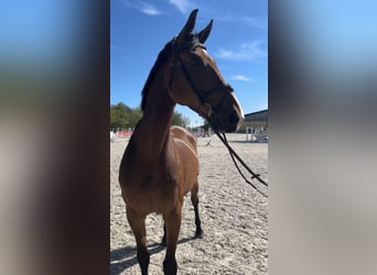 Hannoveraan, Merrie, 11 Jaar, Brauner