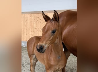 Hannoveraan, Merrie, 11 Jaar, Vos