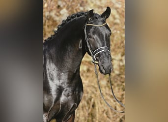 Hannoveraan, Merrie, 11 Jaar, Zwart