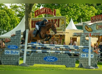 Hannoveraan, Merrie, 12 Jaar, 158 cm, Bruin