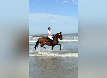 Hannoveraan, Merrie, 12 Jaar, 158 cm, Bruin