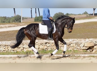 Hannoveraan, Merrie, 12 Jaar, 158 cm, Roodbruin