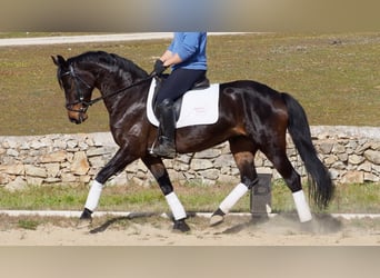 Hannoveraan, Merrie, 12 Jaar, 158 cm, Roodbruin