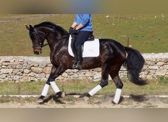 Hannoveraan, Merrie, 12 Jaar, 158 cm, Roodbruin