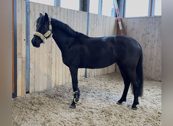 Hannoveraan, Merrie, 12 Jaar, 163 cm, Zwart