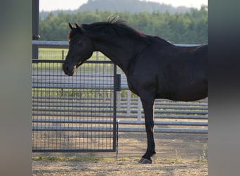 Hannoveraan, Merrie, 12 Jaar, 163 cm, Zwart