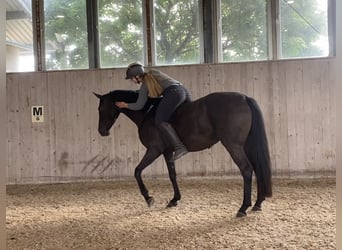 Hannoveraan, Merrie, 12 Jaar, 163 cm, Zwart