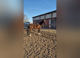 Hannoveraan, Merrie, 12 Jaar, 164 cm, Donkerbruin