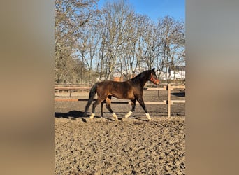 Hannoveraan, Merrie, 12 Jaar, 164 cm, Donkerbruin