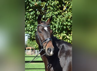 Hannoveraan, Merrie, 12 Jaar, 164 cm, Donkerbruin