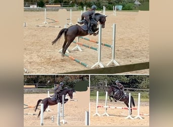 Hannoveraan, Merrie, 12 Jaar, 164 cm, Donkerbruin