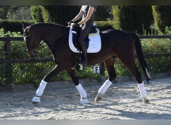 Hannoveraan, Merrie, 12 Jaar, 164 cm, Donkerbruin