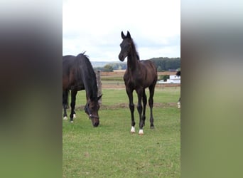 Hannoveraan, Merrie, 12 Jaar, 164 cm, Donkerbruin