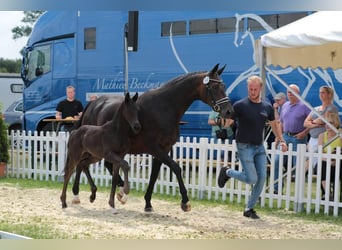 Hannoveraan, Merrie, 12 Jaar, 164 cm, Donkerbruin