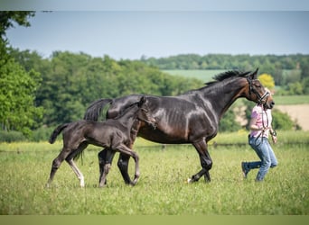 Hannoveraan, Merrie, 12 Jaar, 164 cm, Donkerbruin