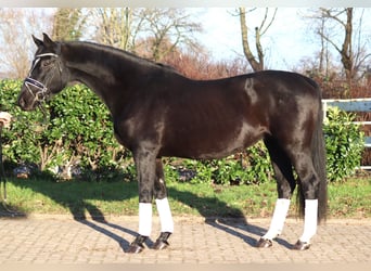 Hannoveraan, Merrie, 12 Jaar, 165 cm, Zwart