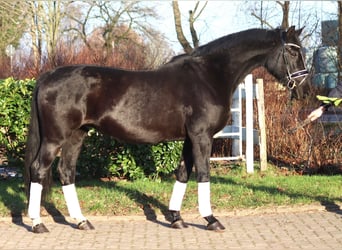 Hannoveraan, Merrie, 12 Jaar, 165 cm, Zwart