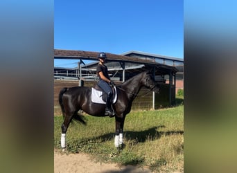 Hannoveraan, Merrie, 12 Jaar, 165 cm, Zwart