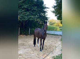 Hannoveraan, Merrie, 12 Jaar, 166 cm, Bruin