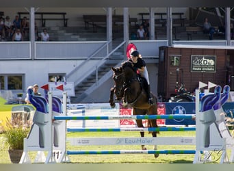 Hannoveraan, Merrie, 12 Jaar, 166 cm, Donkerbruin