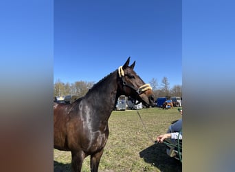 Hannoveraan, Merrie, 12 Jaar, 167 cm, Donkerbruin