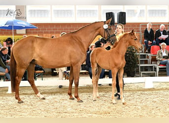 Hannoveraan, Merrie, 12 Jaar, 167 cm, Vos