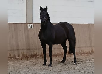 Hannoveraan, Merrie, 12 Jaar, 167 cm, Zwart