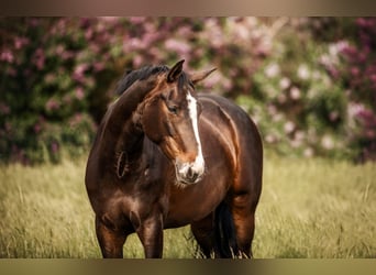 Hannoveraan, Merrie, 12 Jaar, 168 cm, Bruin