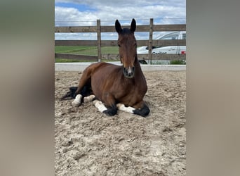 Hannoveraan, Merrie, 12 Jaar, 168 cm, Bruin