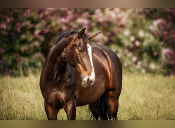 Hannoveraan, Merrie, 12 Jaar, 168 cm, Bruin