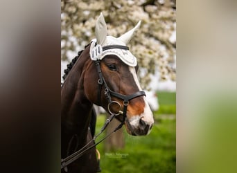 Hannoveraan, Merrie, 12 Jaar, 168 cm, Bruin