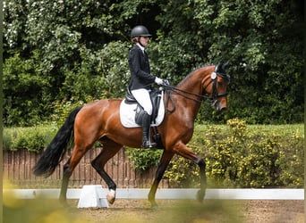 Hannoveraan, Merrie, 12 Jaar, 168 cm, Bruin