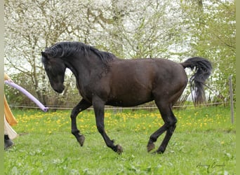 Hannoveraan, Merrie, 12 Jaar, 168 cm, Zwart