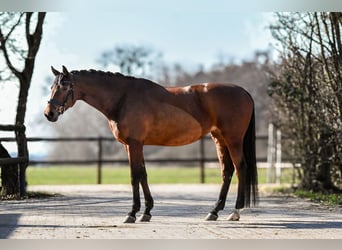 Hannoveraan, Merrie, 12 Jaar, 169 cm, Bruin