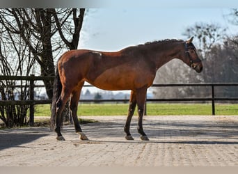 Hannoveraan, Merrie, 12 Jaar, 169 cm, Bruin