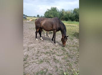 Hannoveraan, Merrie, 12 Jaar, 169 cm