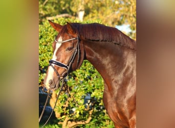 Hannoveraan, Merrie, 12 Jaar, 170 cm, Bruin