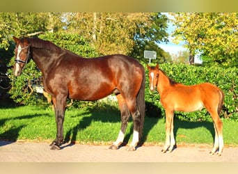 Hannoveraan, Merrie, 12 Jaar, 170 cm, Bruin