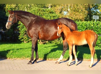 Hannoveraan, Merrie, 12 Jaar, 170 cm, Bruin